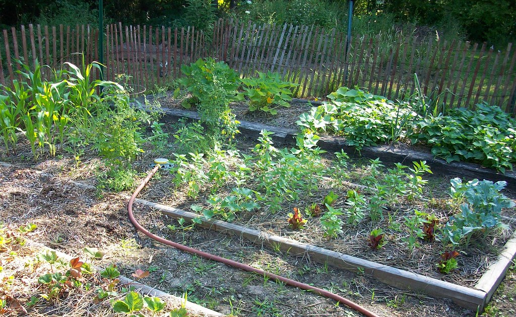 Massif de fleurs mellifères dans un jardin angevin